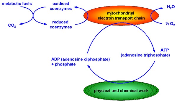 energy linkage