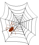 spider