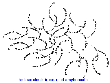 amylopectin