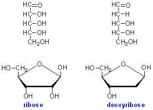 pentose
