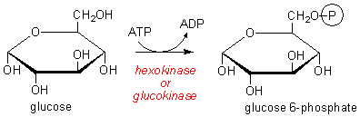 hexokinase
