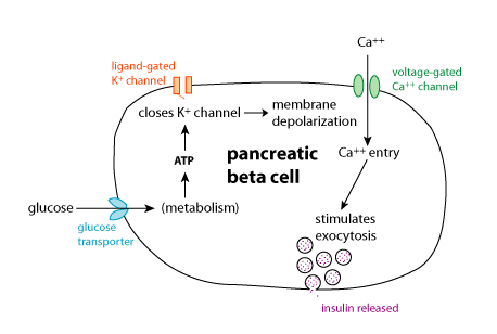 insulin secretion