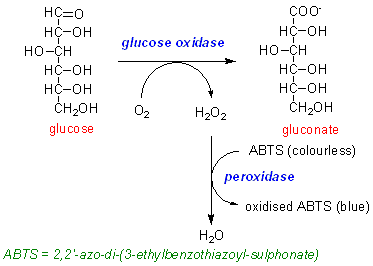 glucose oxidasae