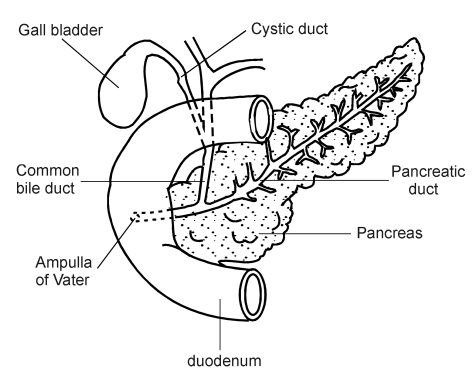pancreas