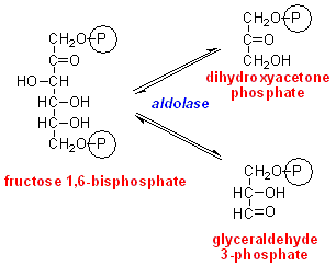 aldolase0