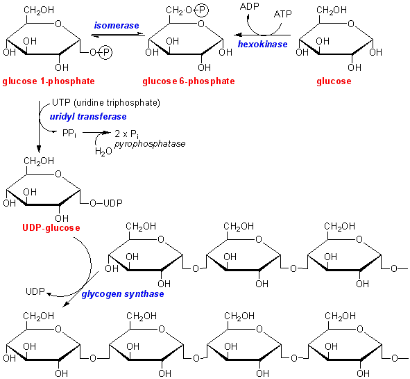 glycogen synthesis