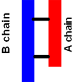 preproinsulin