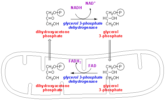 glycerop