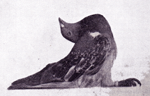 pigeon