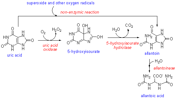allantoin