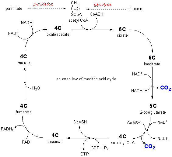 TCAC1