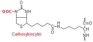 carboxybiocytin
