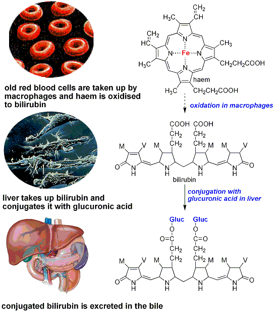 bilepigments