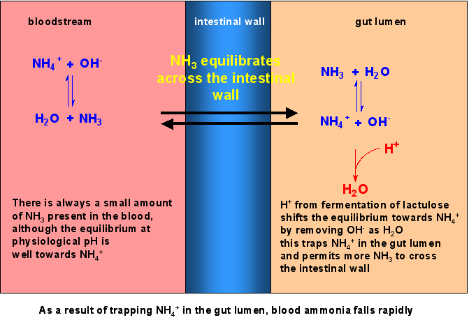 lactulose2