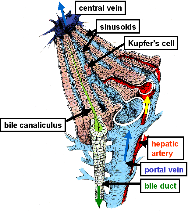 lobules