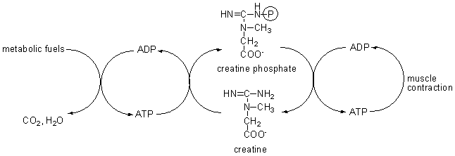 creatine