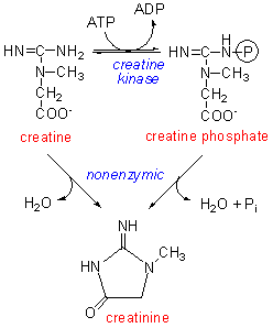 creatinine