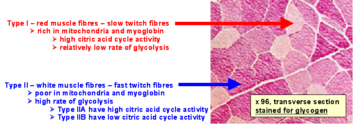 fibres