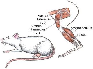 gastrocnemius