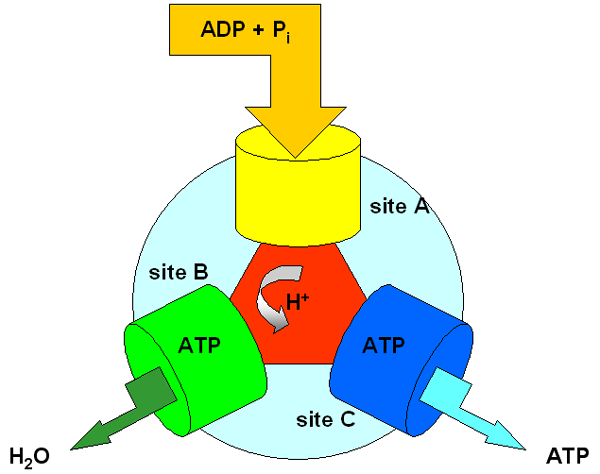 ATPsynthetase