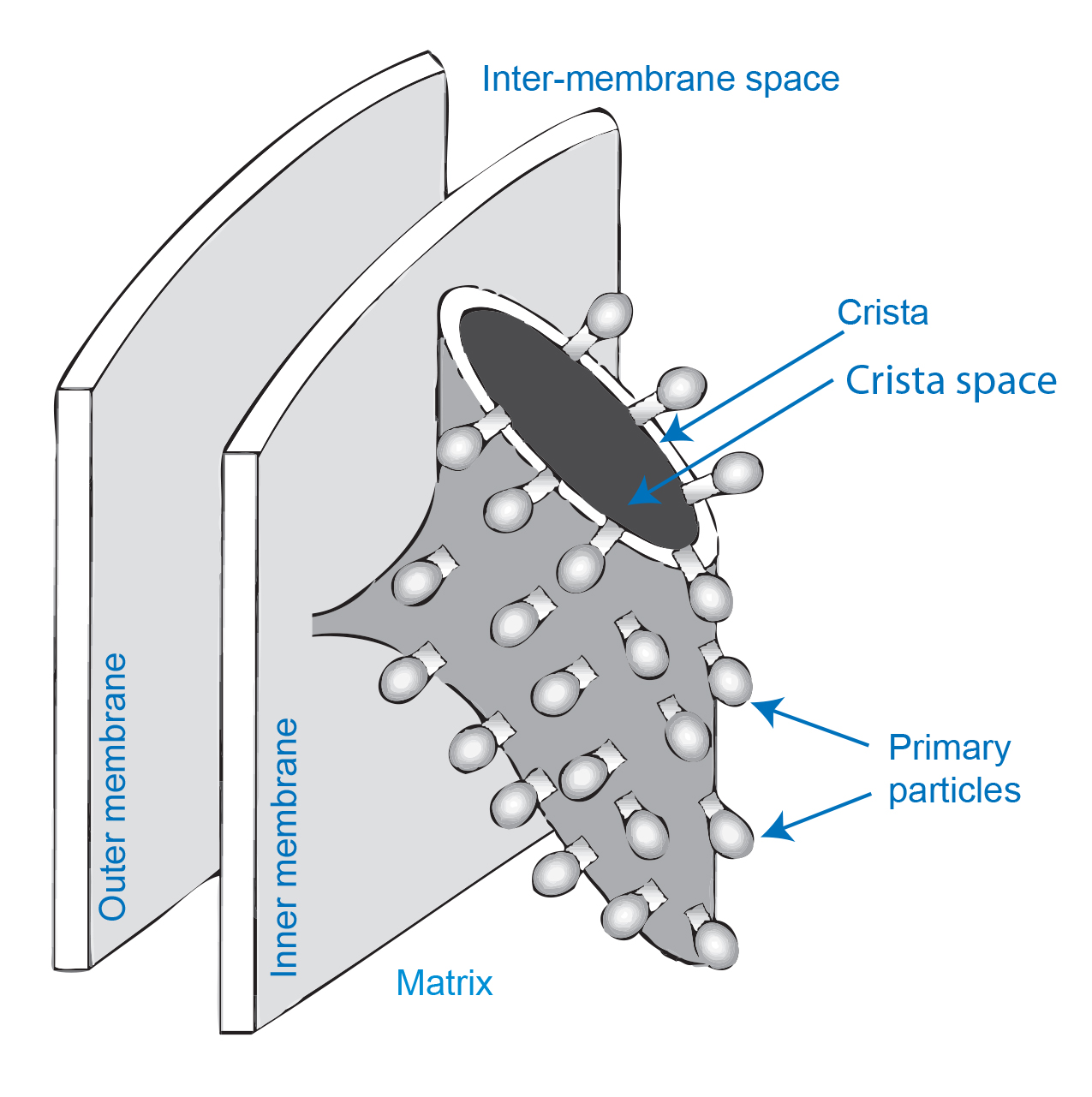 mitochondrion