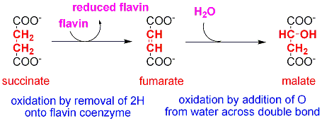 double bond