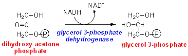 glycerol 3P