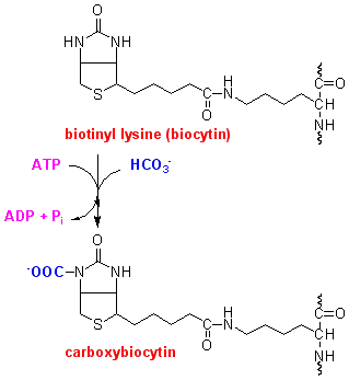 biotin