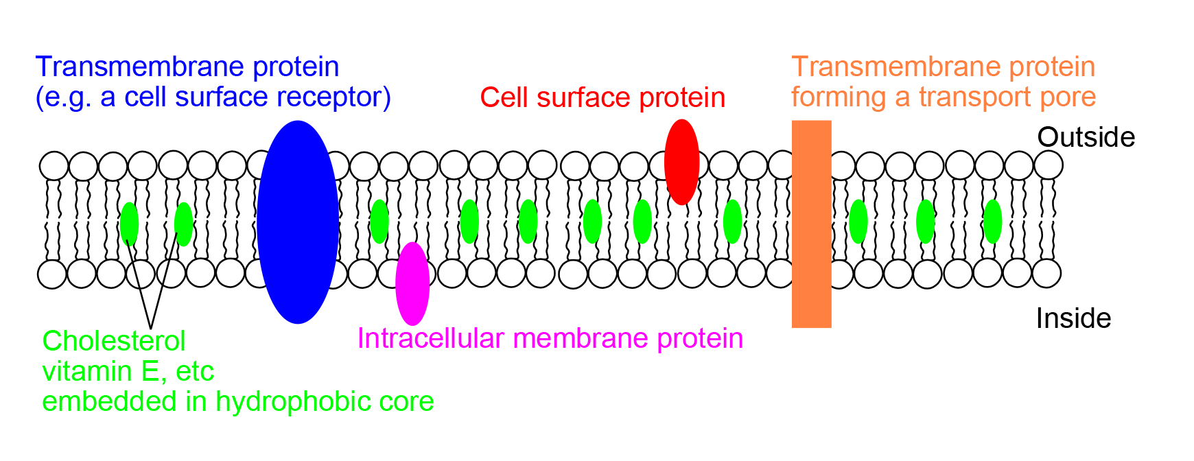 membrane
