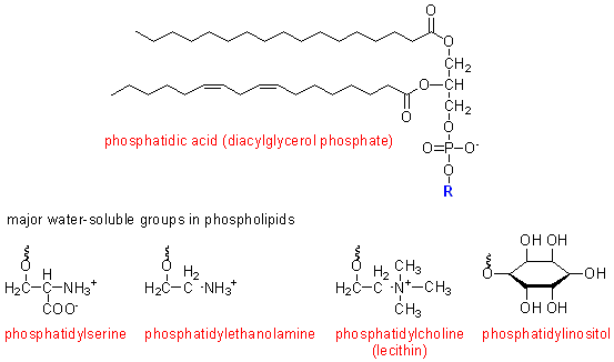 phospholipids