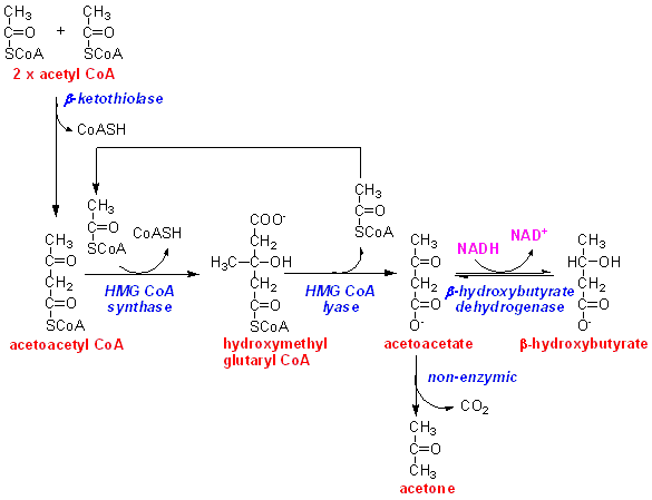 ketogen