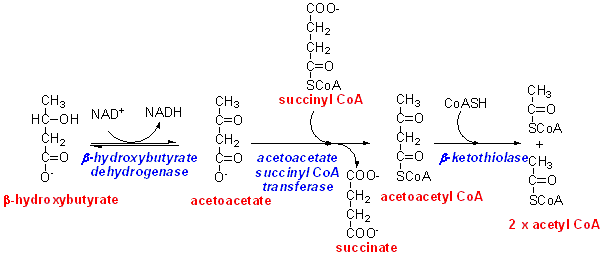 ketone utilisation